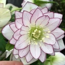 Lumeroos DOUBLE WHITE PURPLE EDGE